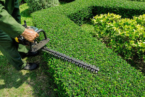 hedge trimming